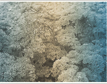 Petroselinum crispum